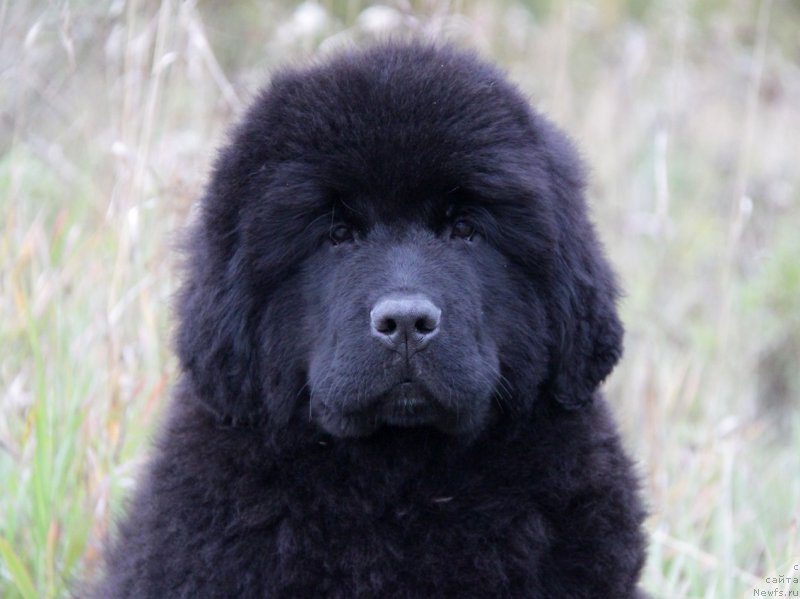 Фото: ньюфаундленд Акватория Келвин Алл Колор Инсайд