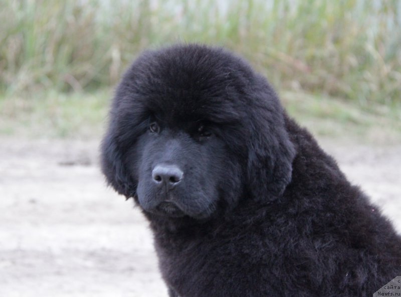 Фото: ньюфаундленд Акватория Келвин Алл Колор Инсайд