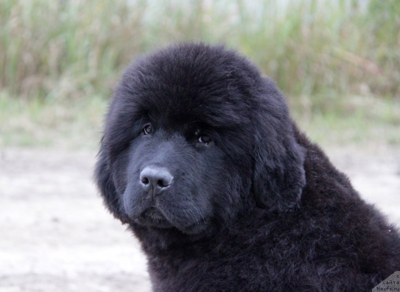 Фото: ньюфаундленд Акватория Келвин Алл Колор Инсайд