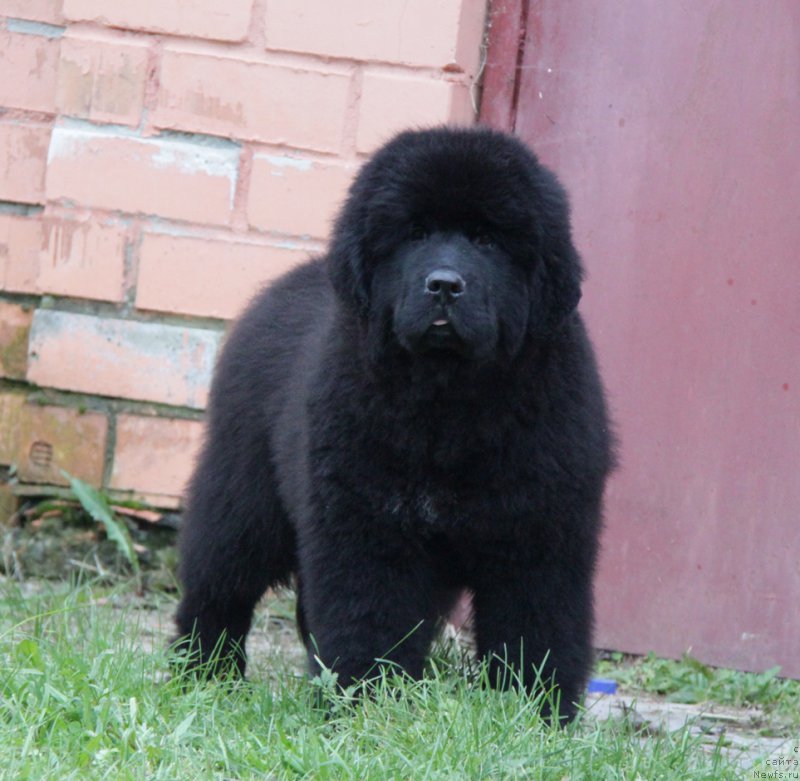 Фото: ньюфаундленд Акватория Келвин Алл Колор Инсайд