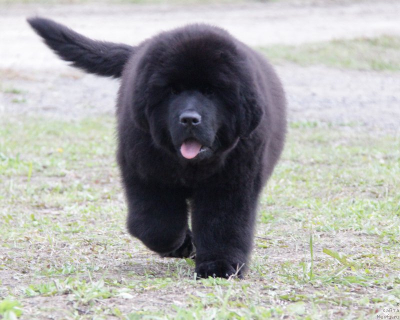 Фото: ньюфаундленд Акватория Келвин Алл Колор Инсайд