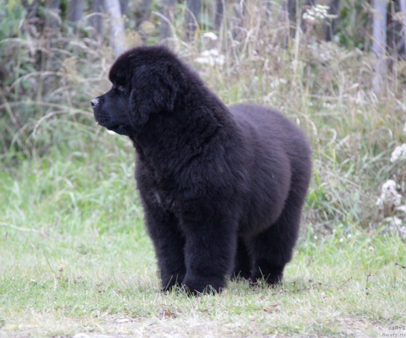 Фото: ньюфаундленд Акватория Келвин Алл Колор Инсайд