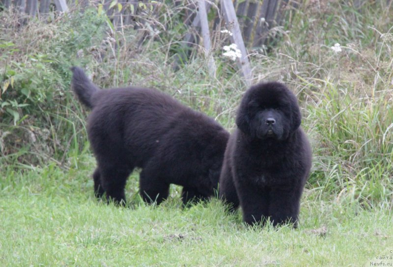 Фото: ньюфаундленд Акватория Келвин Алл Колор Инсайд