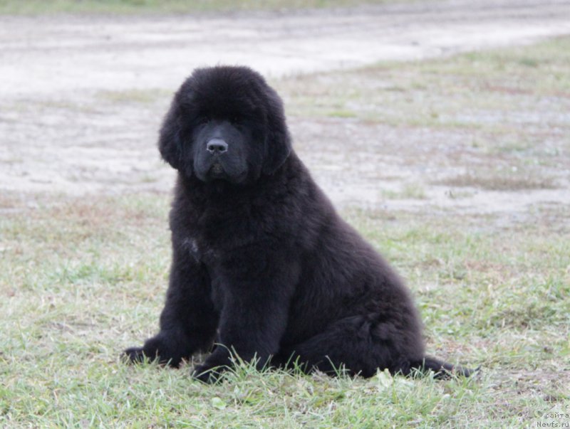 Фото: ньюфаундленд Акватория Келвин Алл Колор Инсайд