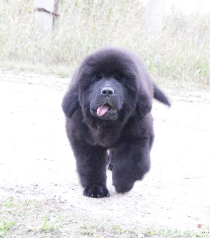 Фото: ньюфаундленд Акватория Келвин Алл Колор Инсайд