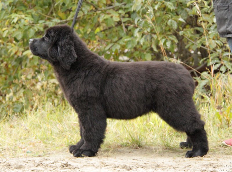 Фото: ньюфаундленд Акватория Келвин Алл Колор Инсайд