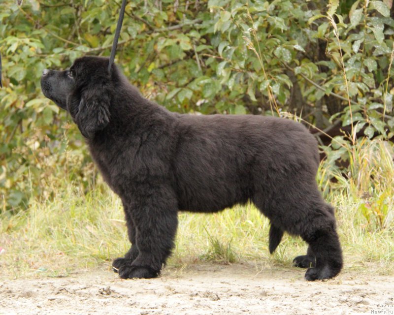 Фото: ньюфаундленд Акватория Келвин Алл Колор Инсайд