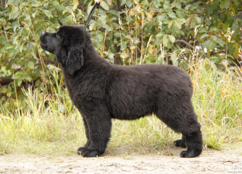 Фото: ньюфаундленд Акватория Келвин Алл Колор Инсайд