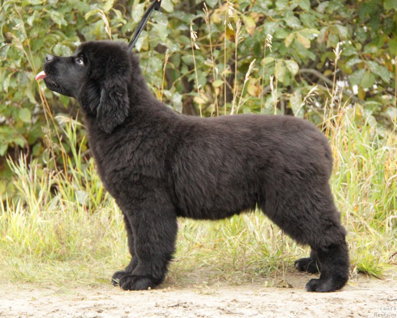 Фото: ньюфаундленд Акватория Келвин Алл Колор Инсайд