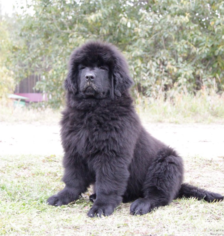 Фото: ньюфаундленд Акватория Келвин Югендстил фо Риезранд