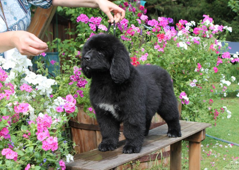 Фото: ньюфаундленд Акватория Келвин Американка