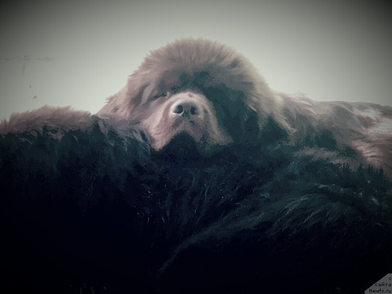 Фотография № 164639