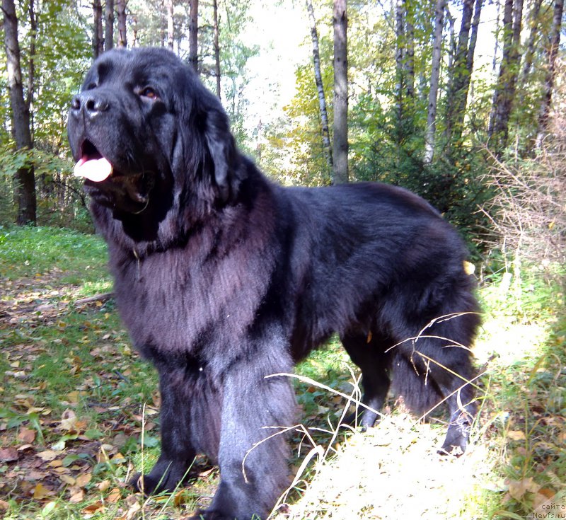 Фото: ньюфаундленд Черный Чанк с Берега Дона (Chernyj Chank s Berega Dona)