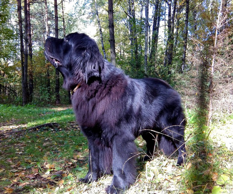 Фото: ньюфаундленд Черный Чанк с Берега Дона (Chernyj Chank s Berega Dona)