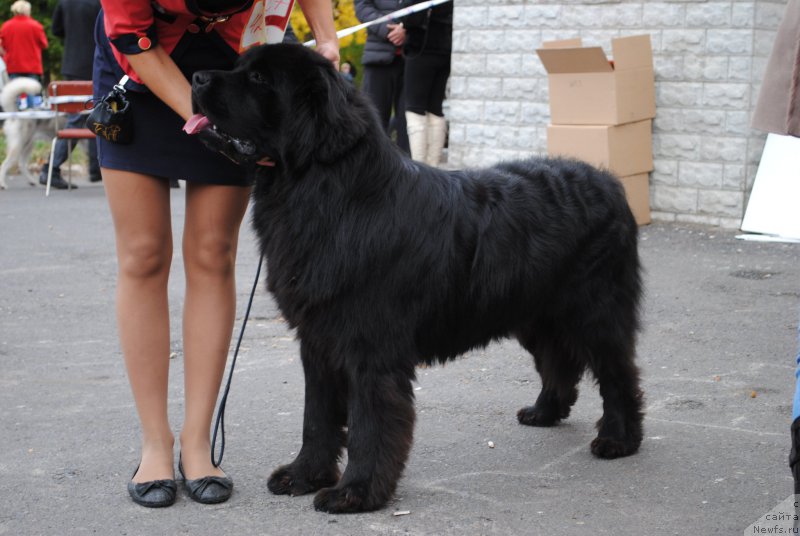 Фото: ньюфаундленд Жгучий Брюнет