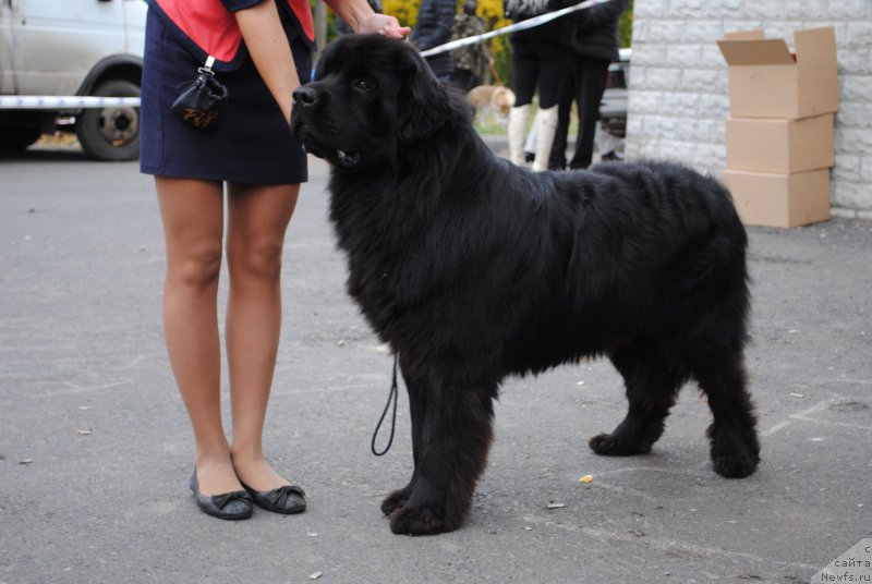 Фото: ньюфаундленд Жгучий Брюнет