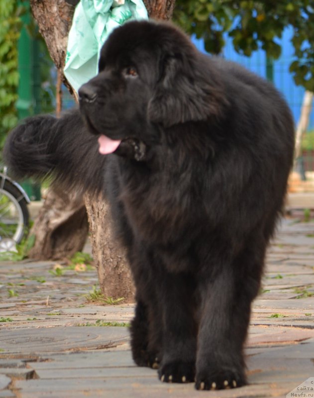 Фото: ньюфаундленд Смигар Аквамарин Блэк Кинг