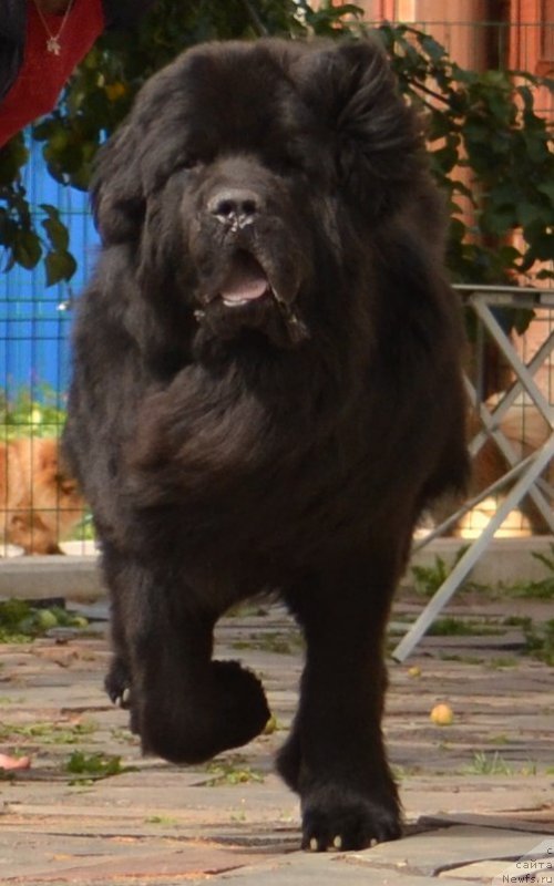 Фото: ньюфаундленд Смигар Аквамарин Блэк Кинг