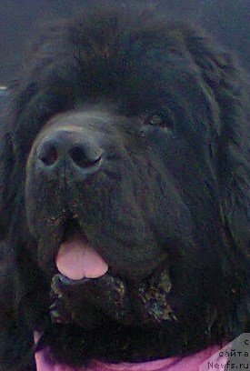 Фото: ньюфаундленд Смигар Аквамарин Блэк Кинг