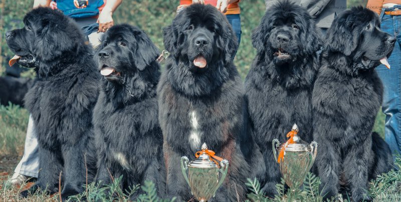 Фото: ньюфаундленд Смигар Гордон-Феллоу (Smigar Gordon Fellow), ньюфаундленд Смигар Жезелла де ля Розе, ньюфаундленд Смигар Лав Стори (Smigar Love Story), ньюфаундленд Смигар Галакси Шелл Вин (Smigar Galaxsy Shall Win), ньюфаундленд Смигар Легенда Весны (Smigar Legenda Vesny)