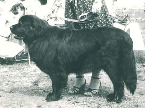 Фото: ньюфаундленд Вента Кэрол