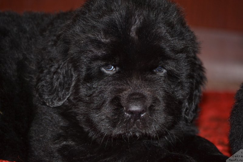 Фото: ньюфаундленд Скарлет О'Хара