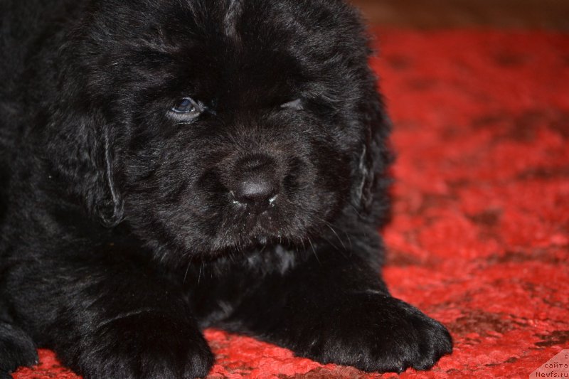 Фото: ньюфаундленд Скарлет О'Хара