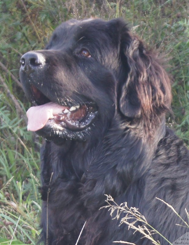 Фото: ньюфаундленд Валмонд Победитель (Valmond Pobeditel)