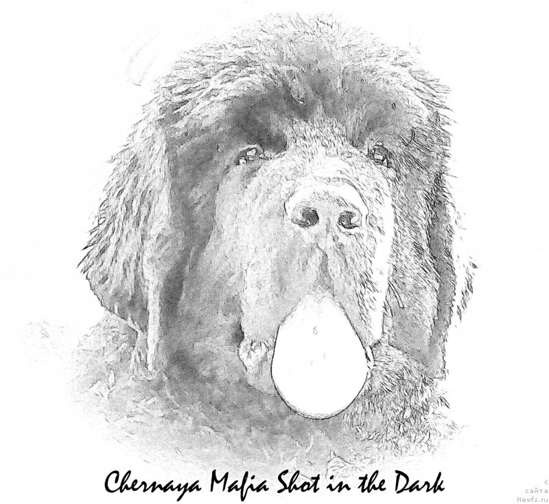Фото: ньюфаундленд Черная Мафия Шот ин тхе Дарк (Chernaya Mafia Shot in the Dark)