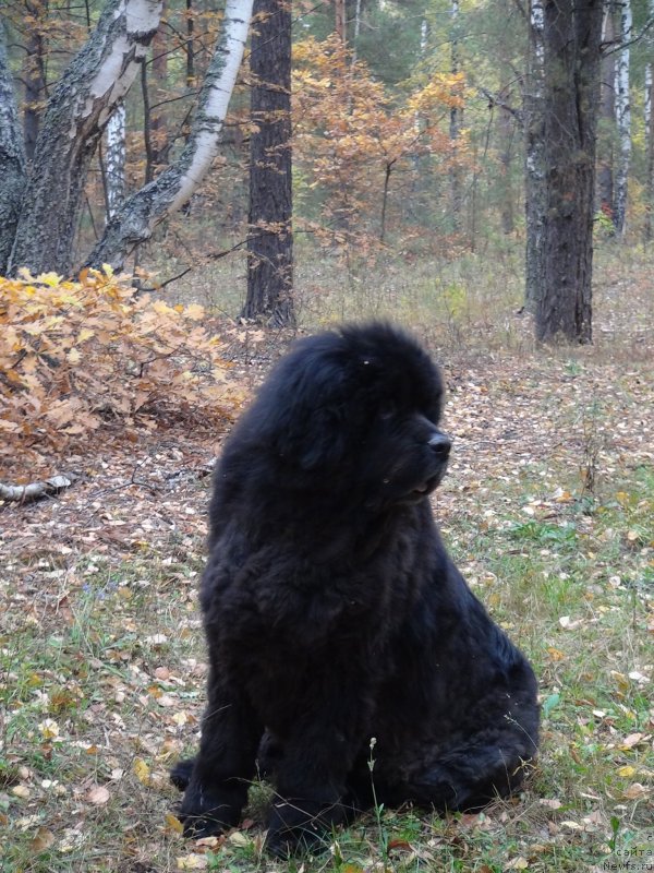 Фото: ньюфаундленд Анджел Викториус