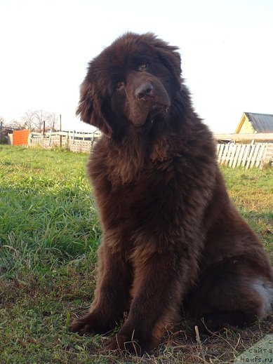 Фото: ньюфаундленд Ньюфорт Юника