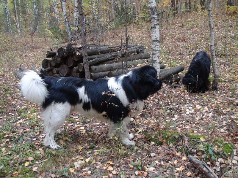 Фото: ньюфаундленд Акин Соул София, ньюфаундленд Черный Шарм Веллингтон