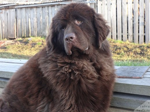 Фото: ньюфаундленд Ньюфорт Юника