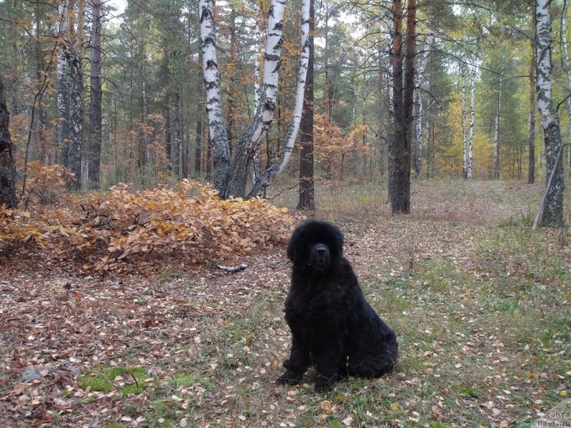Фото: ньюфаундленд Анджел Викториус