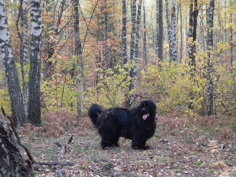 Фото: ньюфаундленд Барышня