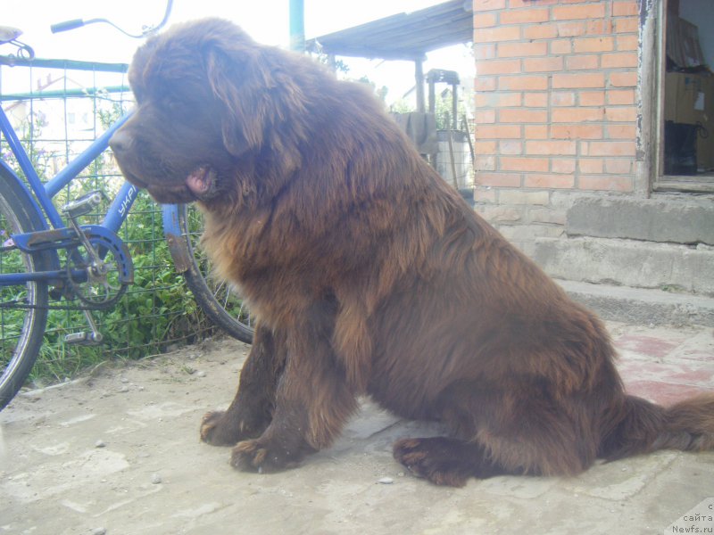 Фото: ньюфаундленд Diesel Chocolate Super Mishka