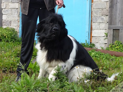 Фотография № 164730