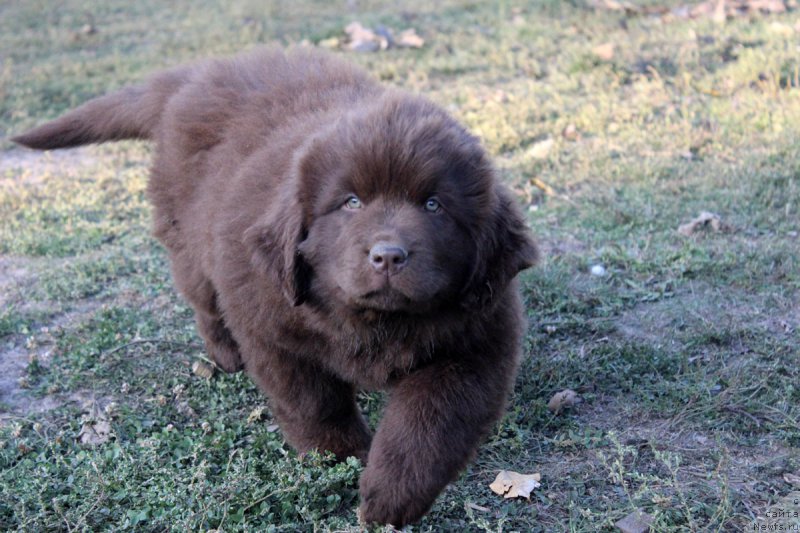 Фото: ньюфаундленд Браунблад МСК Хэппи Тедди (Brownblood MSK Happy Teddy)