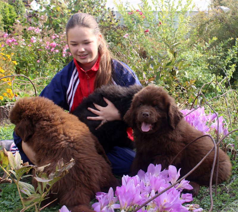 Фото: ньюфаундленд Браунблад МСК Хэппи Тедди (Brownblood MSK Happy Teddy)