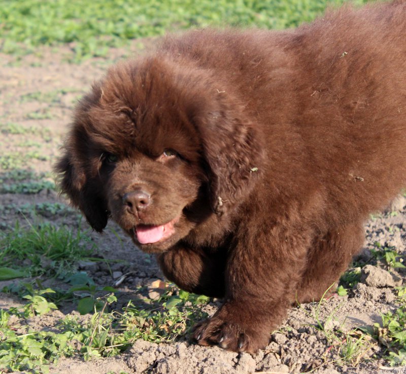 Фото: ньюфаундленд Браунблад МСК Хэппи Тедди (Brownblood MSK Happy Teddy)