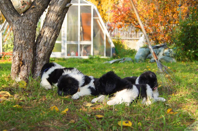 Фото: ньюфаундленд Супер Бизон Майбах, ньюфаундленд Супер Бизон Маэстро (Super Bizon Maestro), ньюфаундленд Супер Бизон Мирослава, ньюфаундленд Супер Бизон Малина, ньюфаундленд Супер Бизон Матильда, ньюфаундленд Супер Бизон Мурсиелага, ньюфаундленд Супер Бизон Мелодия
