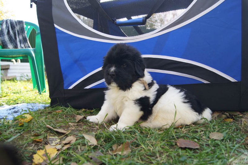 Фото: ньюфаундленд Супер Бизон Мирослава