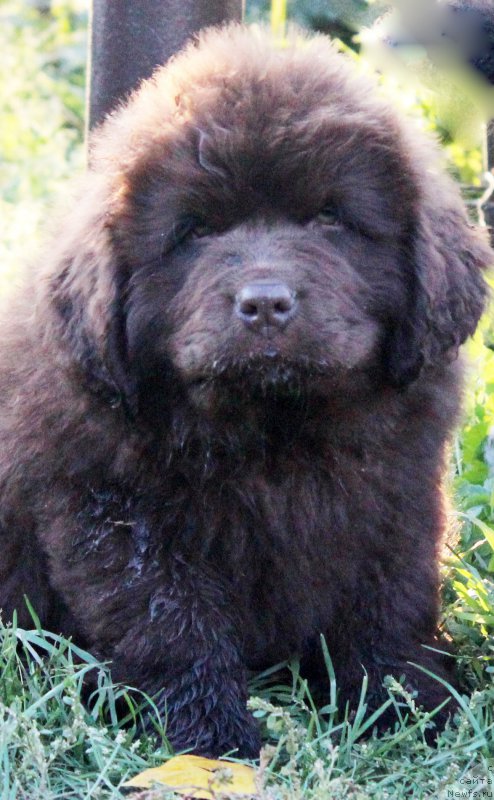 Фото: ньюфаундленд Браунблад МСК Хаиес Хаго (Brownblood MSK Hayes Hago)