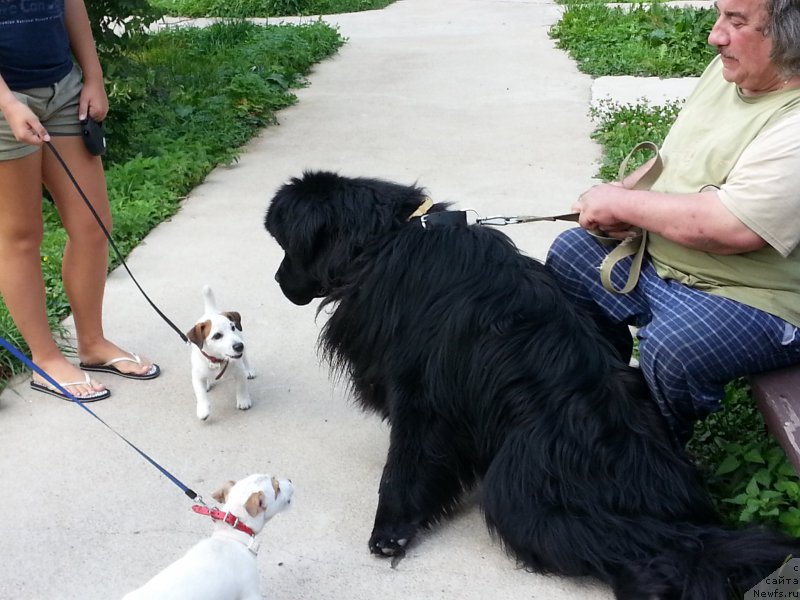 Фото: ньюфаундленд Бэлла Мосс Грегори