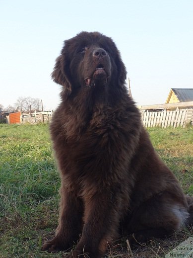 Фото: ньюфаундленд Ньюфорт Юника