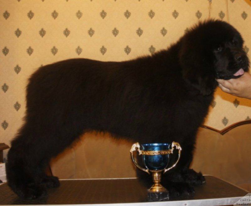 Фотография № 164796