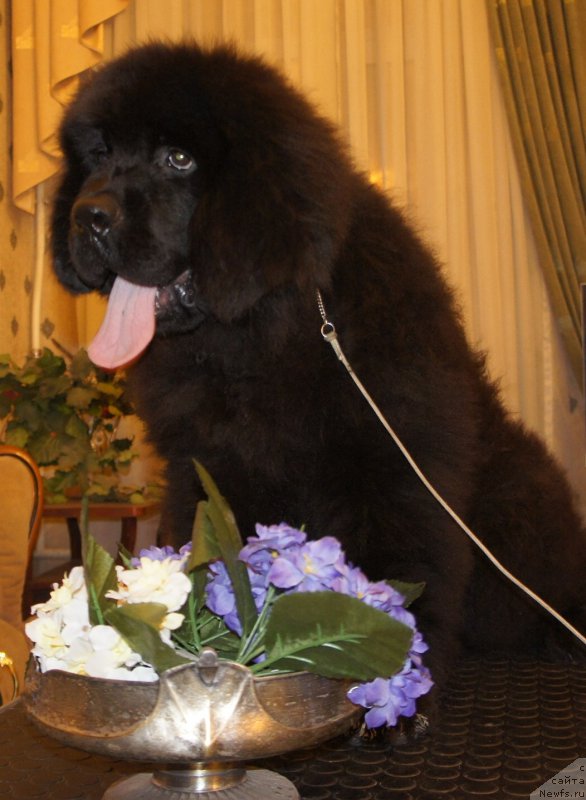 Фото: ньюфаундленд Jonathan Poursmigar iz Volotova