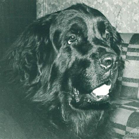 Фото: ньюфаундленд Йорг