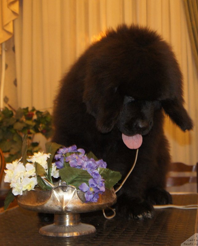 Фото: ньюфаундленд Jonathan Poursmigar iz Volotova