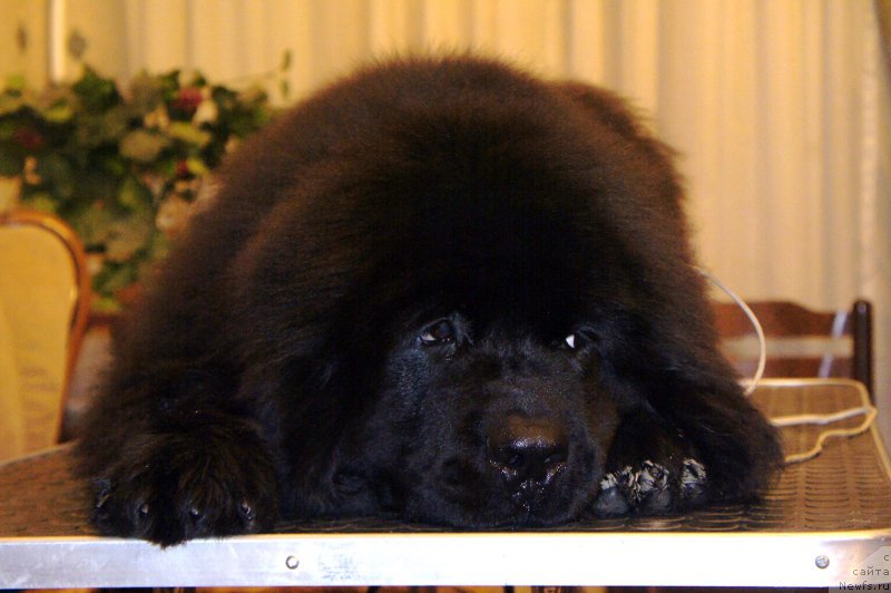 Фотография № 164802